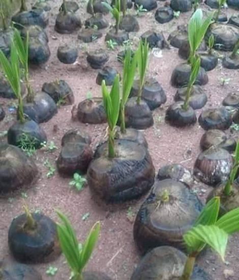 Agril Product (7) Agril Product (7)