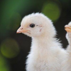 Day Old Arbor Acres Plus Broilers Chicks (Grinphield Brand)