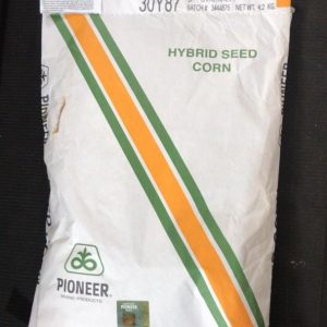 Hybrid maize
