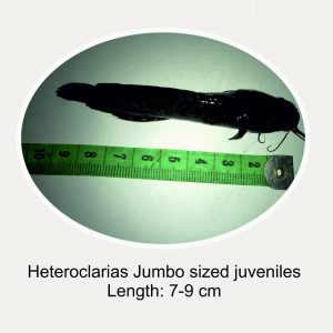 Post-juvenile Catfish