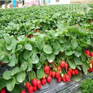 Strawberry Seedlings