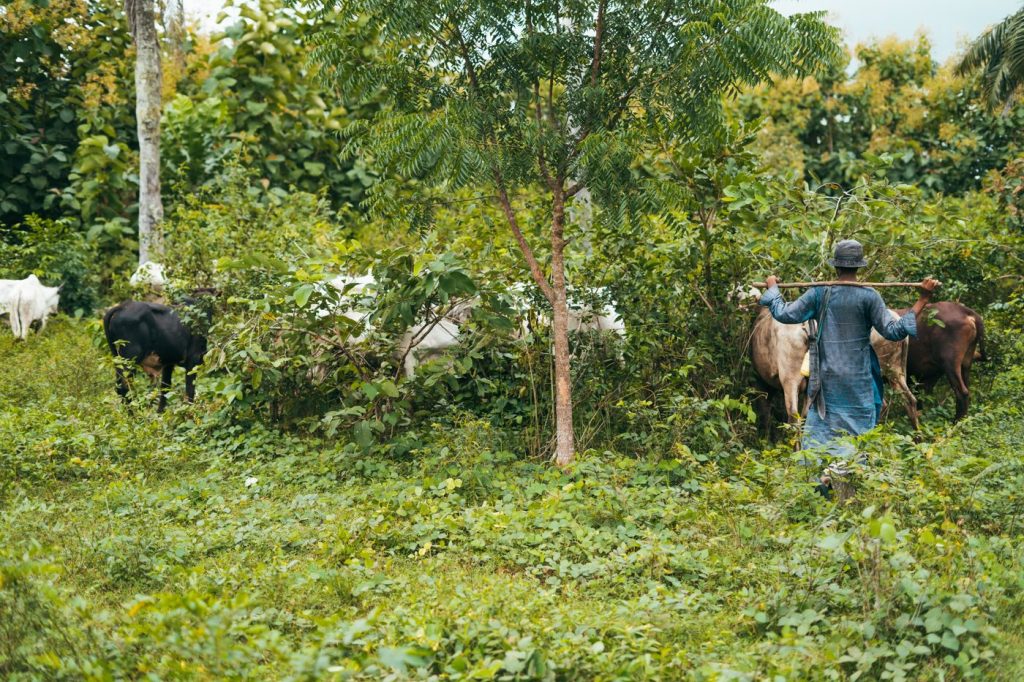 Herder guiding cattle through green farmland in Nigeria
