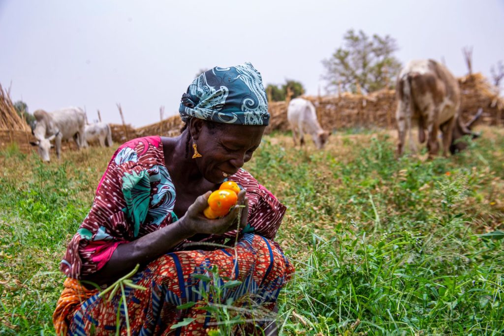 Smiling woman farmer harvesting peppers with cattle behind her in Nigeria