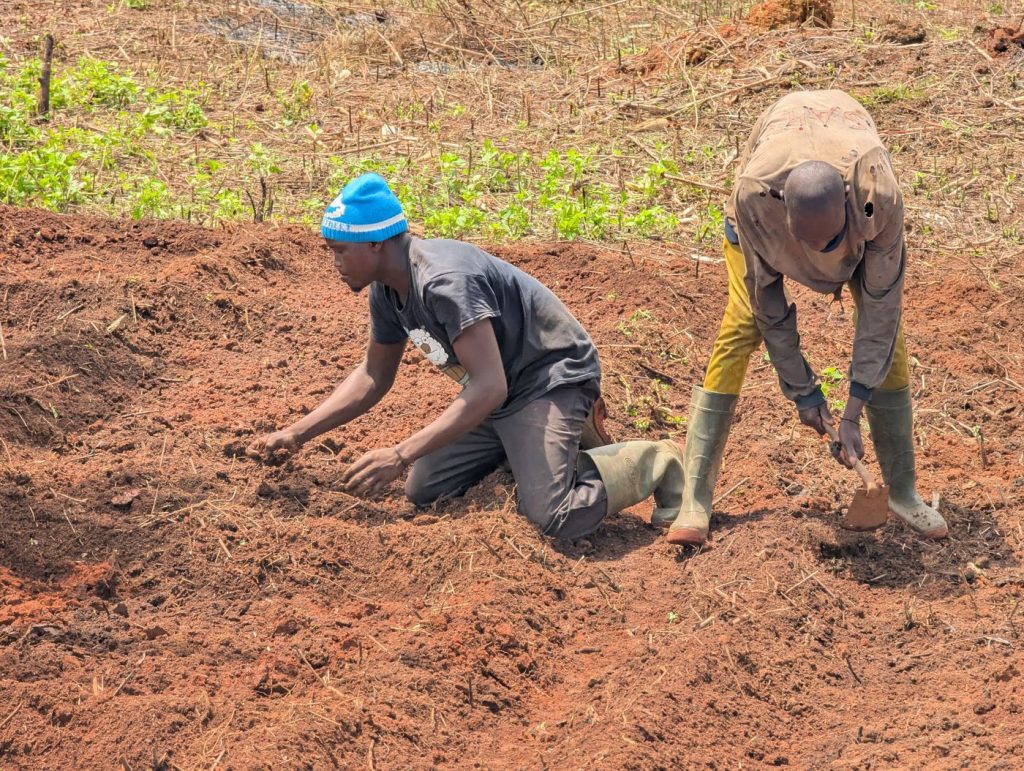 Two farmers preparing red soil for planting