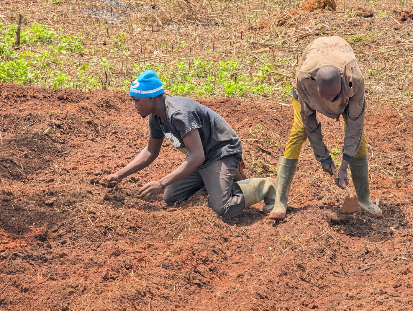 Two farmers preparing red soil for planting