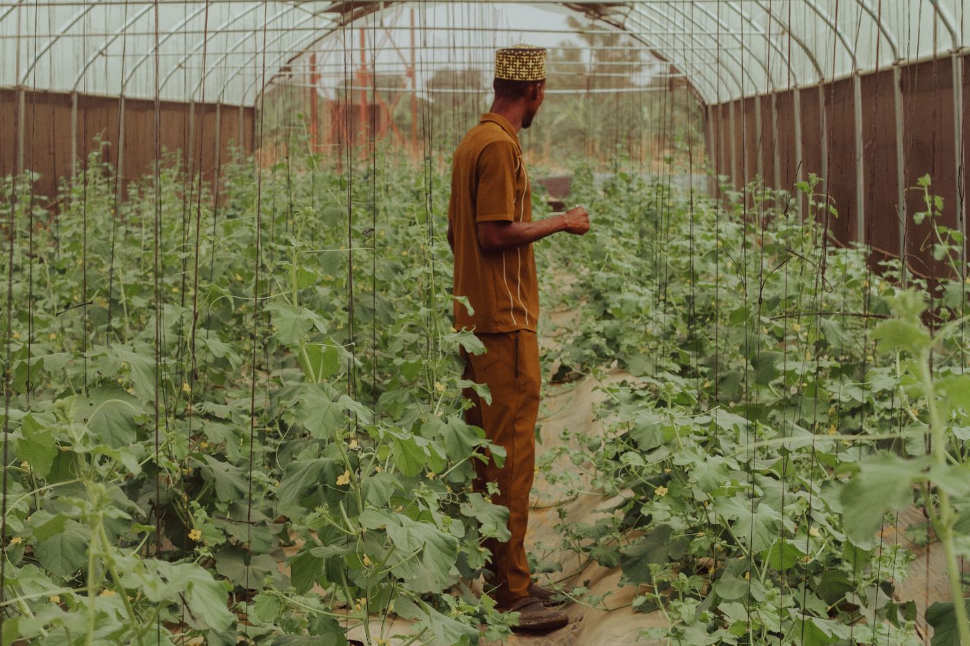 Farmer inspecting vegetables in a greenhouse in Zaria, Nigeria