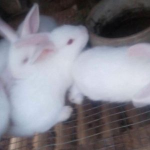 Rabbit