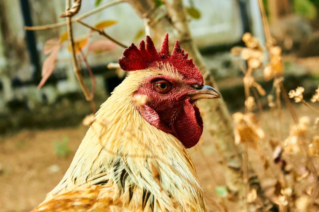 Rooster in a Nigerian backyard