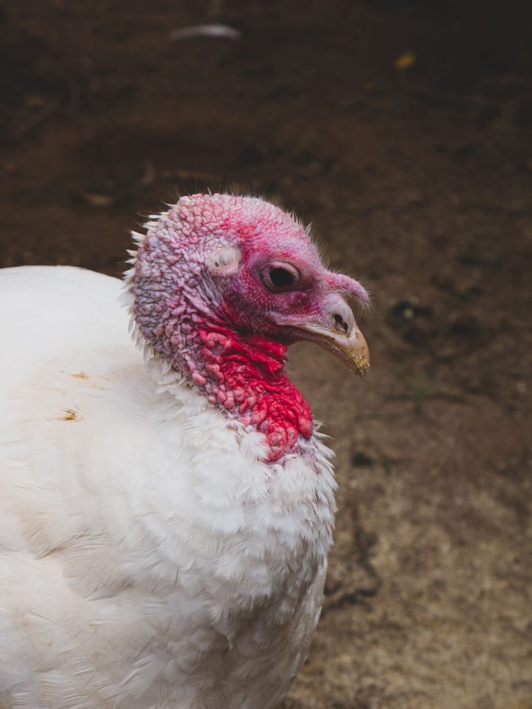 White turkey on a Nigerian farm