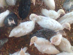 Juvenile Local Turkeys, 8 Weeks Old